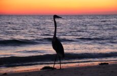 Picture of Sea Gull on Madeira Beach